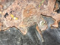 IMG_2362.jpeg